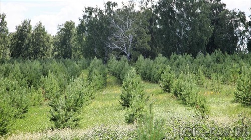 Проблемы экологии и леса обсудят в Иркутске депутаты Госдумы